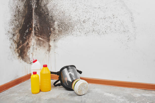 Attic Mold Removal in Turtle Creek, PA