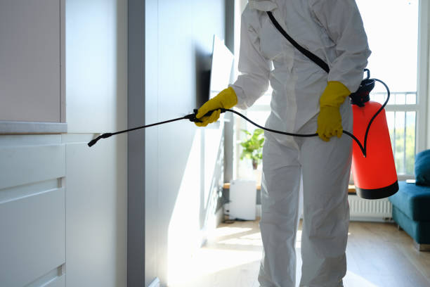 Mold Removal Process in Turtle Creek, PA