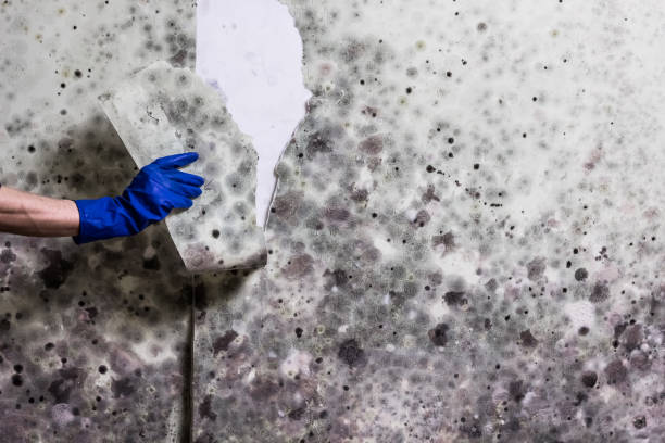 Best Emergency Mold Removal  in Turtle Creek, PA