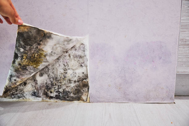 Best Black Mold Removal  in Turtle Creek, PA